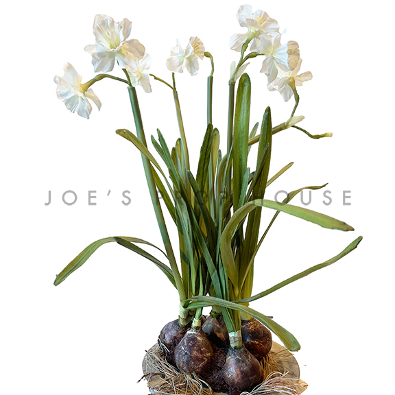 White Daffodils w/Bulbs