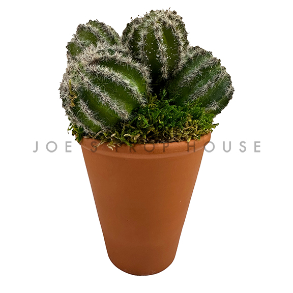 Potted Terracotta Barrel Cactus Cluster H6in