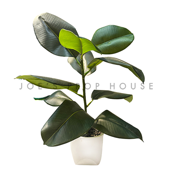 Artificial Fiddle Leaf Potted Plant H25in