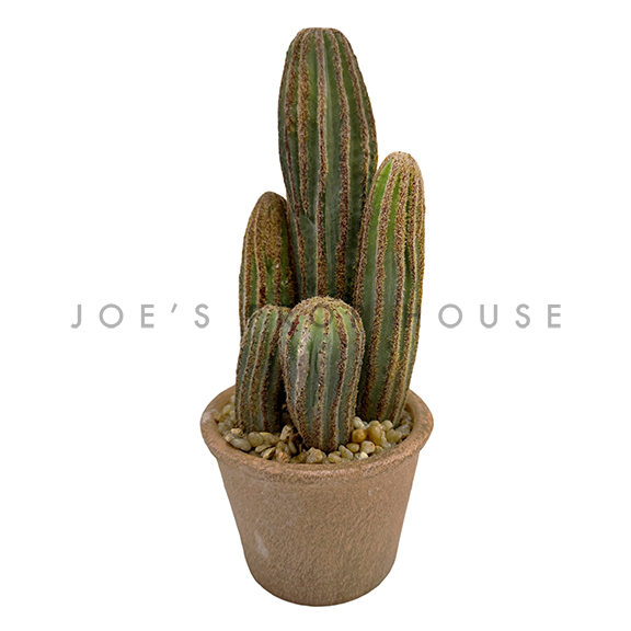 Potted Column Cactus Cluster H10in